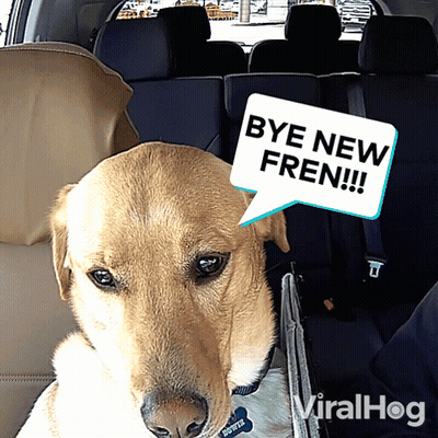 A Dog With A Speech Bubble That Says Bye New Fren On It GIF