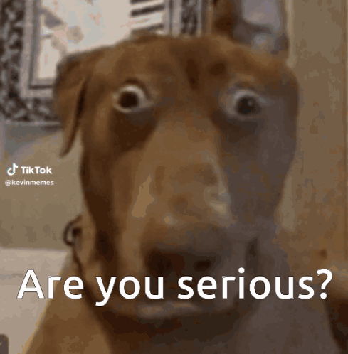 A Dog With A Surprised Look On Its Face Is Asking If You Are Serious GIF