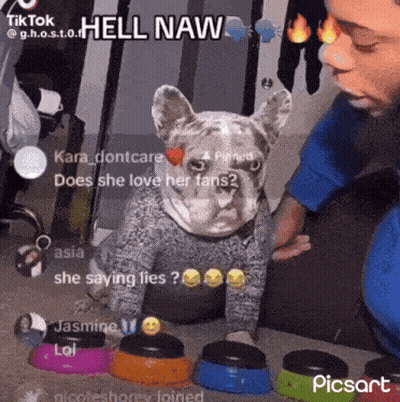 A Dog With A Sweater On Is Sitting Next To A Person With A Sticker That Says Hell Naw GIF