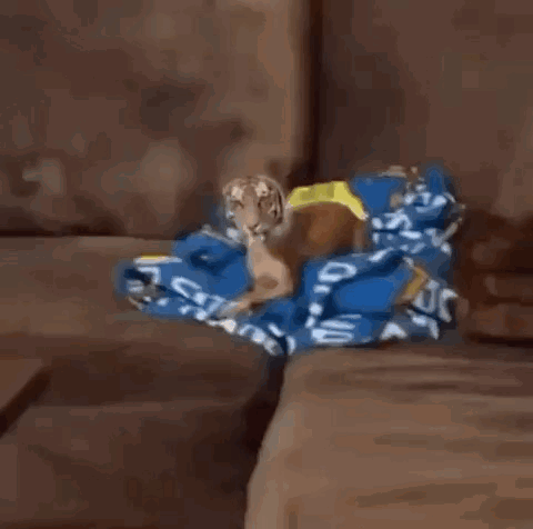 A Dog With A Tiger Face Is Standing On A Couch . GIF