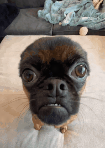 A Dog With A Very Angry Look On His Face GIF