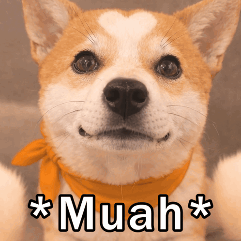 A Dog With An Orange Scarf Around Its Neck Has The Word Muah Written On It GIF