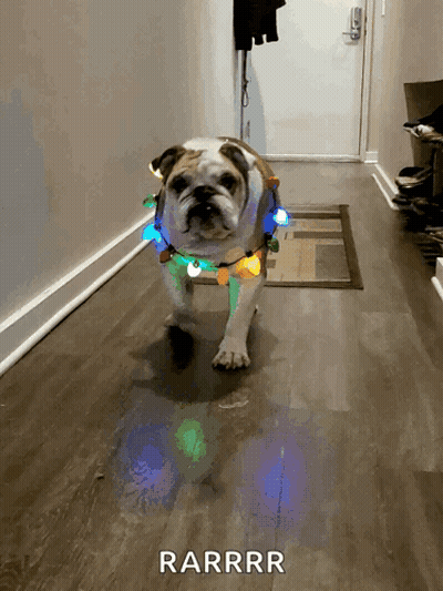 A Dog With Christmas Lights Around Its Neck Is Walking Down A Hallway With The Words Rarrrr Below It GIF