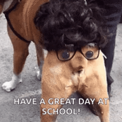 A Dog With Glasses And A Wig On Its Head Is Standing Next To A Person . GIF
