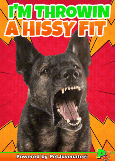 A Dog With Its Mouth Open And The Words I 'M Throwin A Hissy Fit Behind It GIF