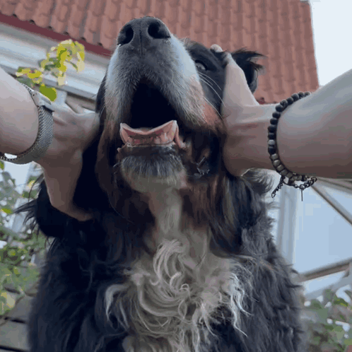 A Dog With Its Mouth Open Is Being Held By A Person GIF
