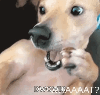 A Dog With Its Mouth Open Is Holding Something In Its Mouth And Looking At The Camera . GIF