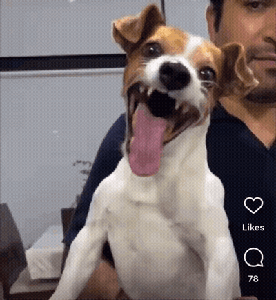 A Dog With Its Tongue Hanging Out Is Being Held By A Man With Likes On The Bottom Left GIF