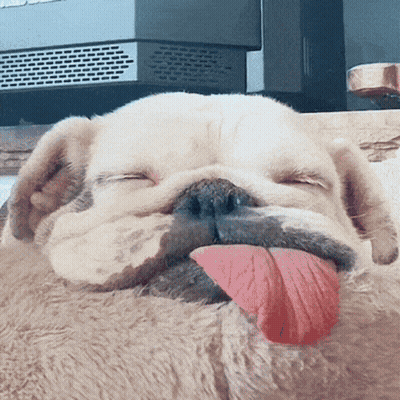 A Dog With Its Tongue Hanging Out Is Sleeping GIF