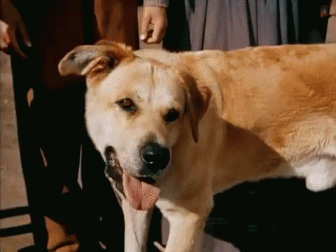 A Dog With Its Tongue Hanging Out Standing Next To A Person GIF