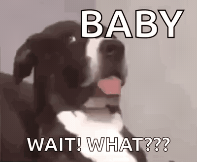 A Dog With Its Tongue Out And The Words Baby Wait What On It GIF