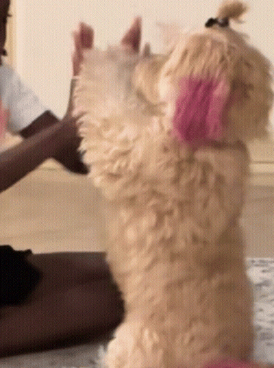 A Dog With Pink Ears Is Standing On Its Hind Legs While A Child Plays With It GIF