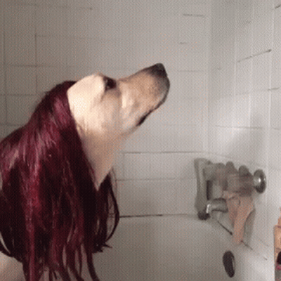 A Dog With Red Hair Is Standing In A Bathroom GIF