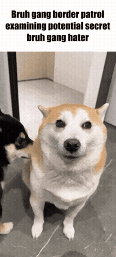 A Dog With The Caption Bruh Gang Border Patrol Examining Potential Secret GIF