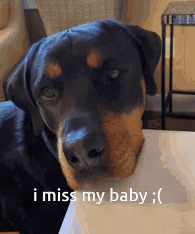 A Dog With The Words I Miss My Baby On The Bottom GIF