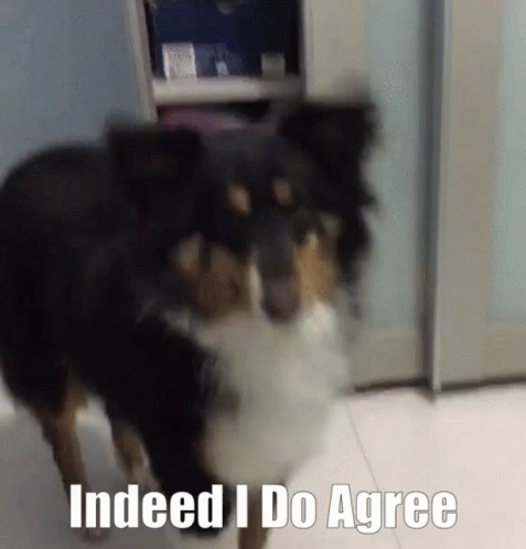 A Dog With The Words " Indeed I Do Agree " On The Bottom GIF