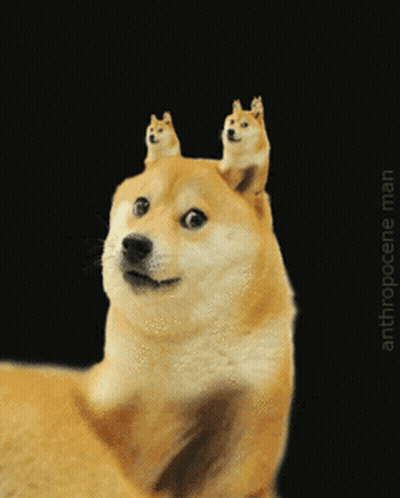 A Dog With Two Smaller Dogs On Its Head And The Words Anthropocene Man Below GIF