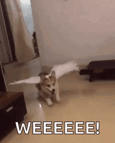 A Dog With Wings Is Running In A Living Room And Says Weeeee ! GIF