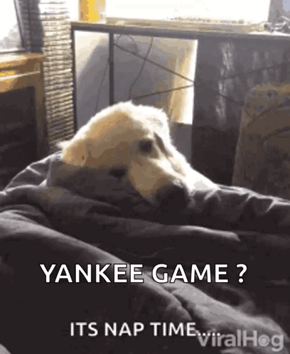 A Dog Wrapped In A Blanket With The Caption Yankee Game Its Nap Time Viralhog GIF