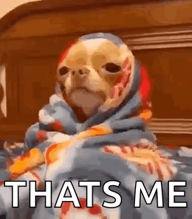 A Dog Wrapped In A Blanket With The Words `` Thats Me '' On It . GIF