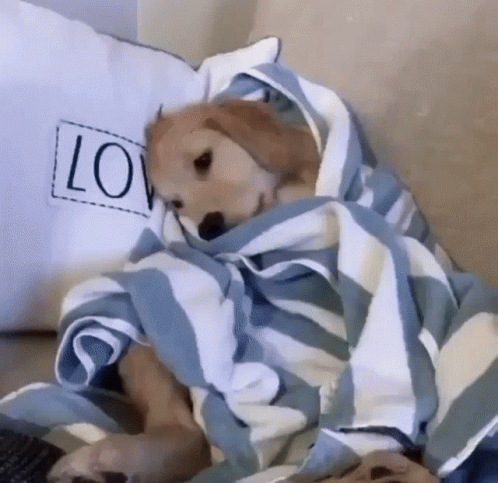 A Dog Wrapped In A Blue And White Striped Blanket With A Love Pillow Behind It GIF