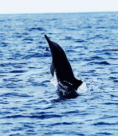 A Dolphin Is Jumping Out Of The Water And Splashing GIF