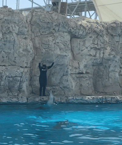 A Dolphin Is Jumping Out Of The Water In Front Of A Man In A Wet Suit GIF