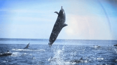 A Dolphin Is Jumping Out Of The Water In The Ocean . GIF