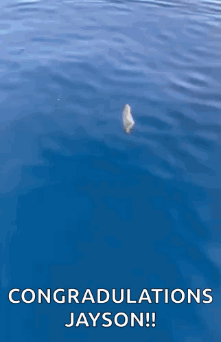 A Dolphin Is Jumping Out Of The Water With The Words `` Congratulations Jayson '' Below It . GIF