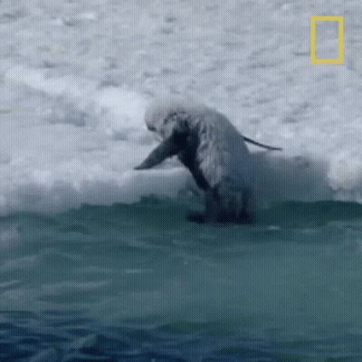 A Dolphin Is Riding A Wave In The Ocean With The National Geographic Logo In The Background GIF