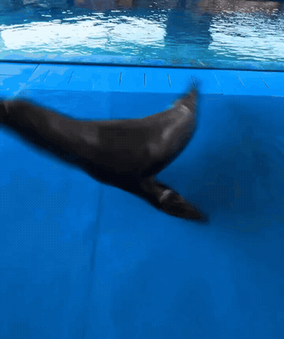 A Dolphin Is Standing On A Blue Mat In The Water GIF
