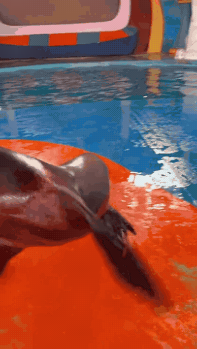 A Dolphin Is Standing On Its Hind Legs In Front Of A Water Slide GIF