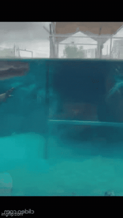 A Dolphin Is Swimming In A Pool With A Fence In The Background . GIF