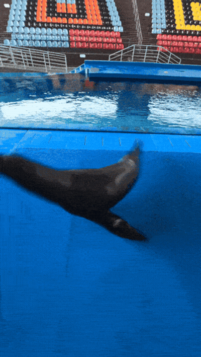 A Dolphin Is Swimming In A Pool With The Letter U On The Bleachers In The Background GIF