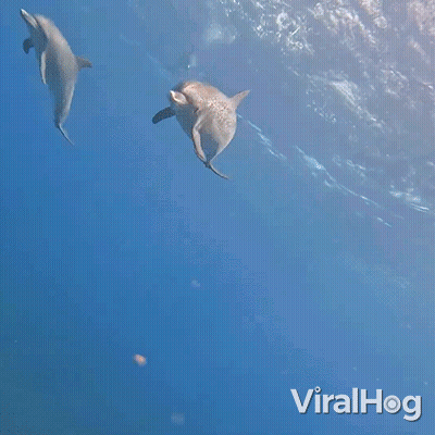 A Dolphin Is Swimming In The Ocean With A Viralhog Logo In The Background GIF