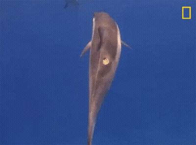 A Dolphin Is Swimming In The Ocean With A Yellow Border GIF