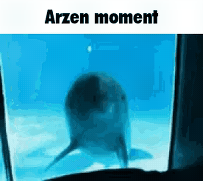 A Dolphin Is Swimming In The Water And Looking At The Camera . GIF