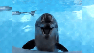 A Dolphin Is Swimming In The Water With Its Mouth Open And Looking At The Camera . GIF