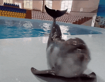 A Dolphin Laying On Its Back In Front Of A Swimming Pool GIF