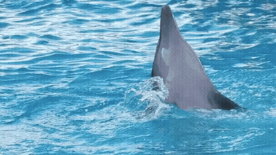 A Dolphin 'S Tail Is Visible In The Ocean GIF