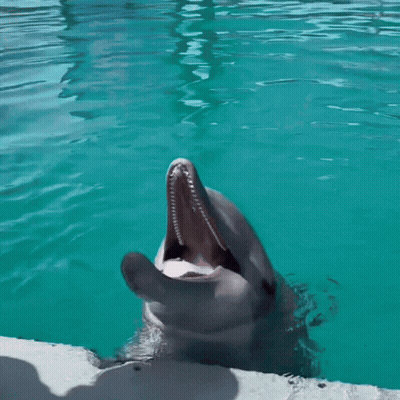 A Dolphin With Its Mouth Open Looks At The Camera GIF
