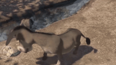 A Donkey Is Standing In The Dirt Near A River With A Clock On The Ground GIF