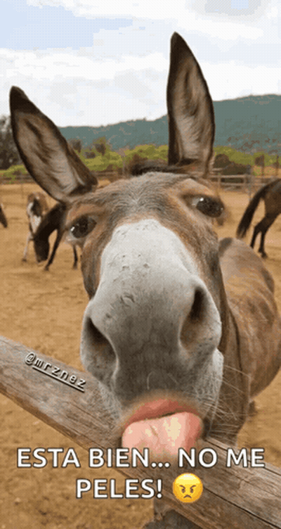 A Donkey Sticking Its Tongue Out With The Words Esta Bien No Me Peles GIF
