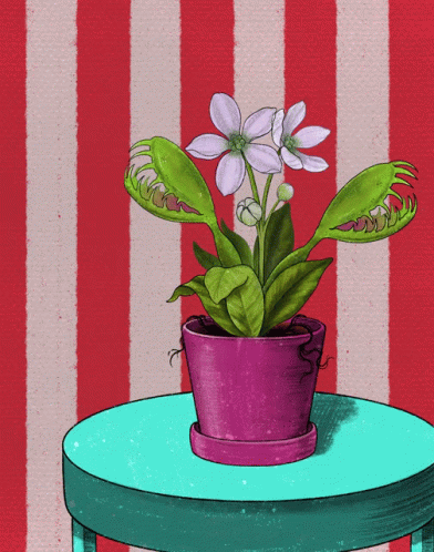A Drawing Of A Carnivorous Plant In A Pink Pot On A Table GIF