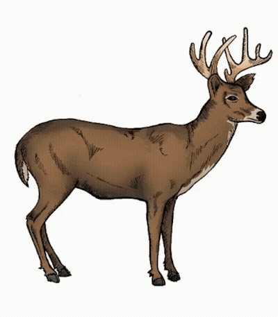 A Drawing Of A Deer Showing The Skeleton And Heart GIF
