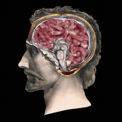 A Drawing Of A Man 'S Head With A Cut In Half Showing The Inside Of His Brain GIF