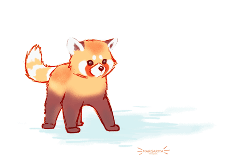 A Drawing Of A Red Panda Says Margarita On The Bottom GIF