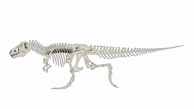 A Drawing Of A Skeleton Of A Dinosaur Walking GIF