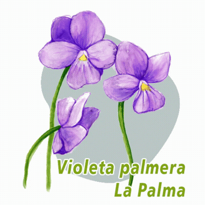 A Drawing Of Purple Flowers With The Words Violeta Palmera La Palma GIF