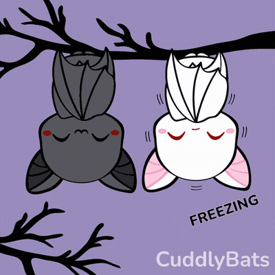 A Drawing Of Two Bats Hanging Upside Down With The Words Cuddly Bats Written Below Them GIF